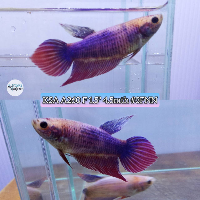 Live Betta Fish Female High Grade VT Grizzle blue (KSA-260) What you see is what you get!