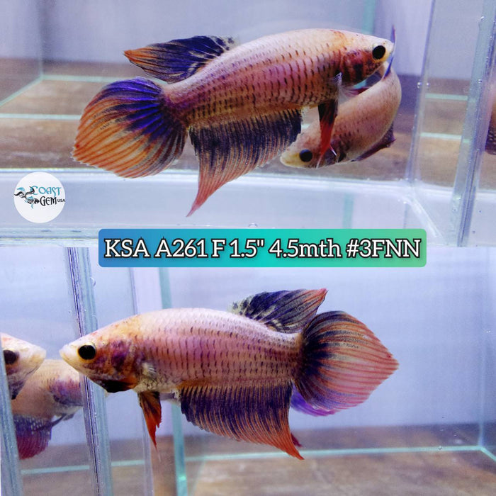 Live Betta Fish Female High Grade VT Grizzle blue orange (KSA-261) What you see is what you get!