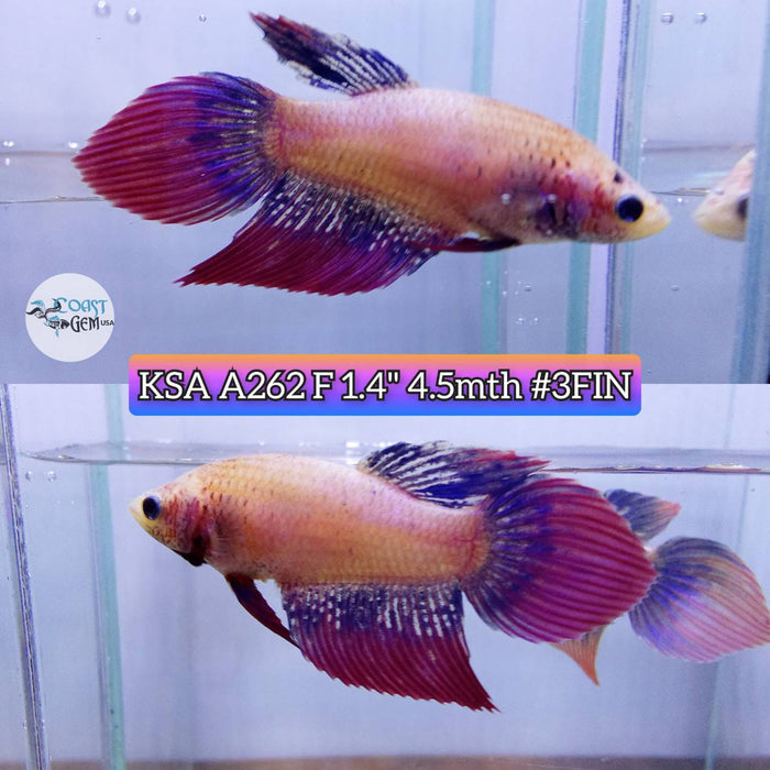 Live Betta Fish Female High Grade VT Muscot (KSA-262) What you see is what you get!