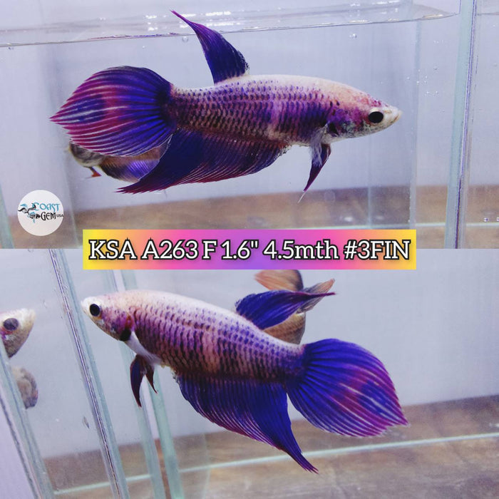 Live Betta Fish Female High Grade VT Violet blue fancy (KSA-263) What you see is what you get!