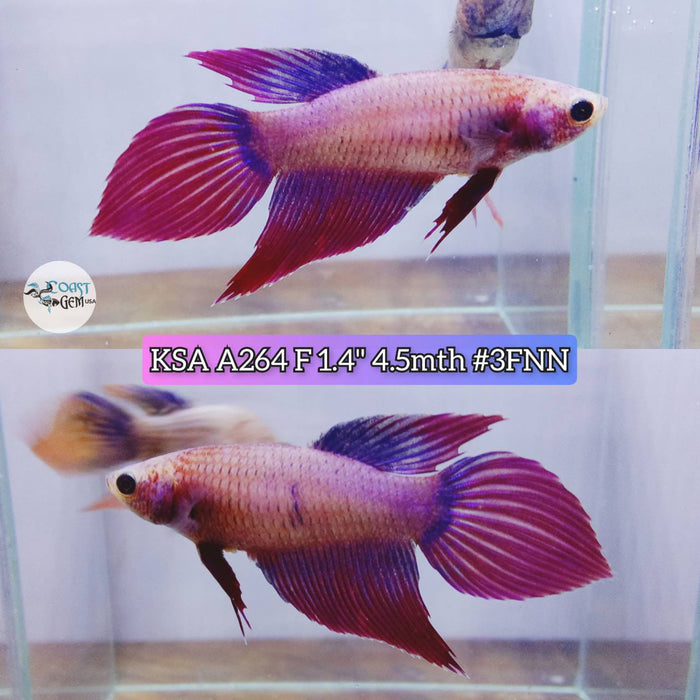 Live Betta Fish Female High Grade VT Lavender (KSA-264) What you see is what you get!