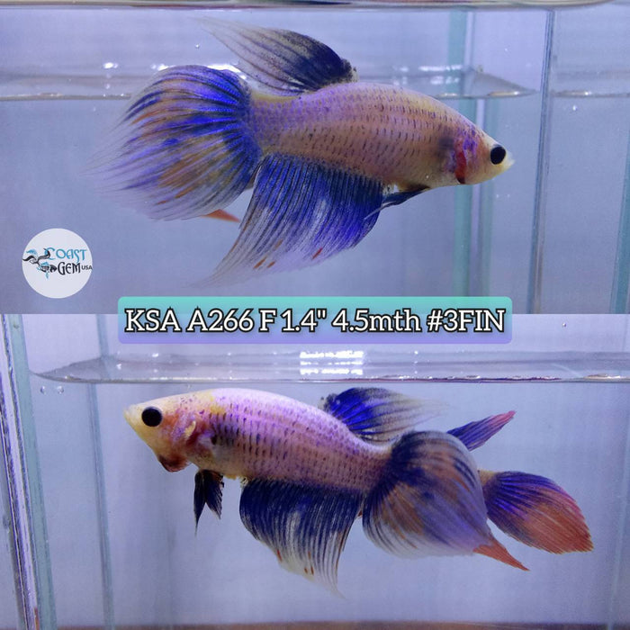 Live Betta Fish Female High Grade VT Grizzle blue (KSA-266) What you see is what you get!