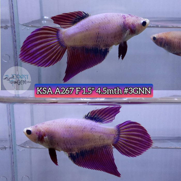S215 Live Betta Fish Female High Grade VT Lavender (KSA-267) What you see is what you get!