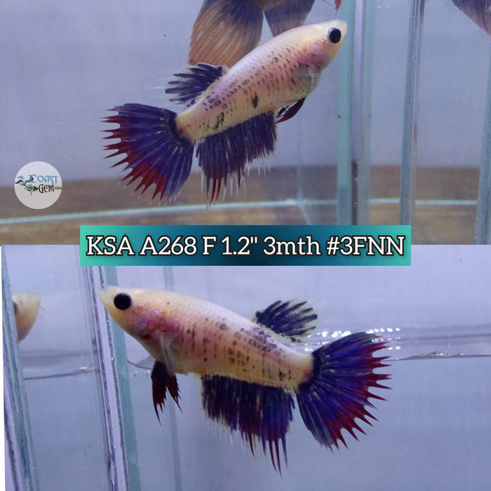 Live Betta Fish Female High Grade CT Muscot (KSA-268) What you see is what you get!