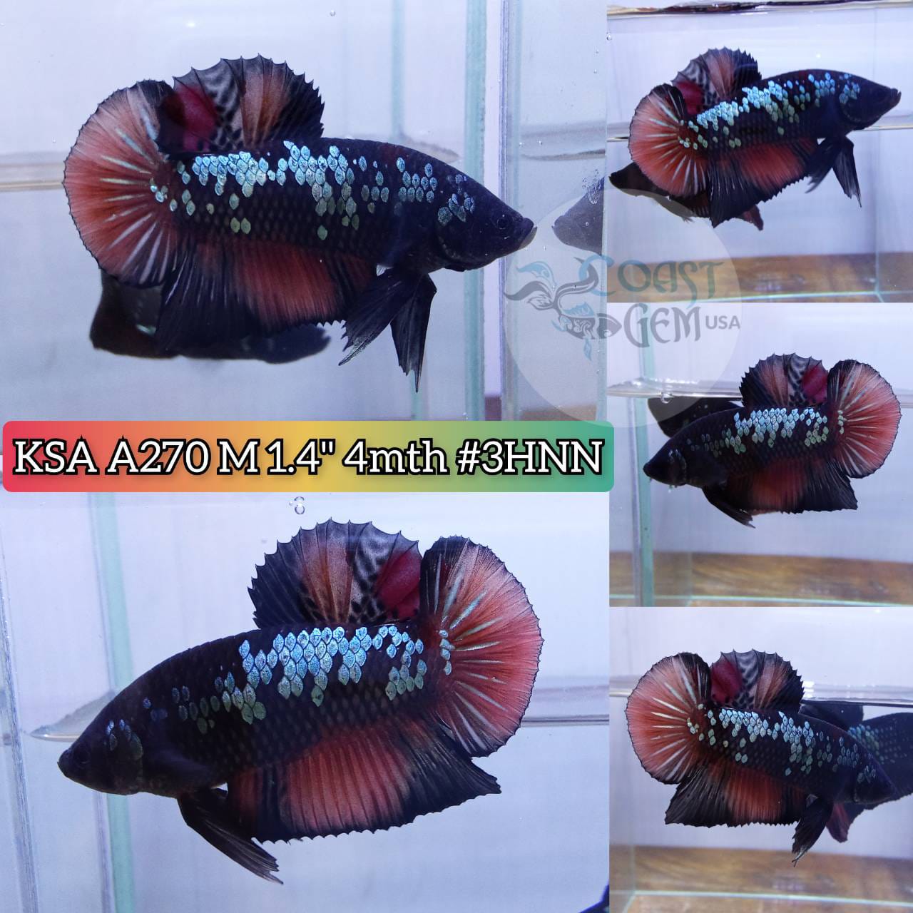 Plakat Male Bettas ''What you see is what you get'' — Coast Gem USA