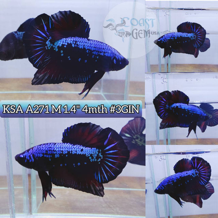 Live Betta Fish Male Plakat High Grade Samurai Blue Red Hmpk (KSA-271) What you see is what you get!