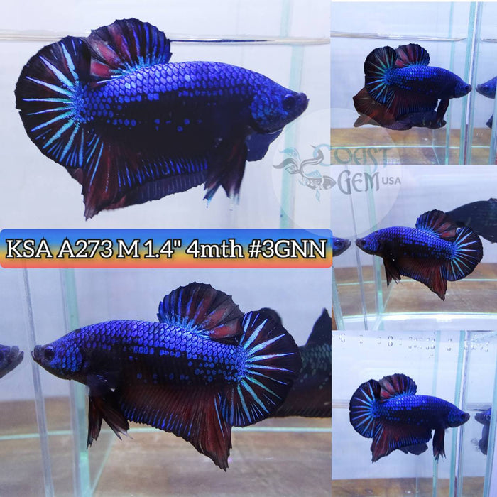 Live Betta Fish Male Plakat High Grade Samurai Blue Hmpk (KSA-273) What you see is what you get!