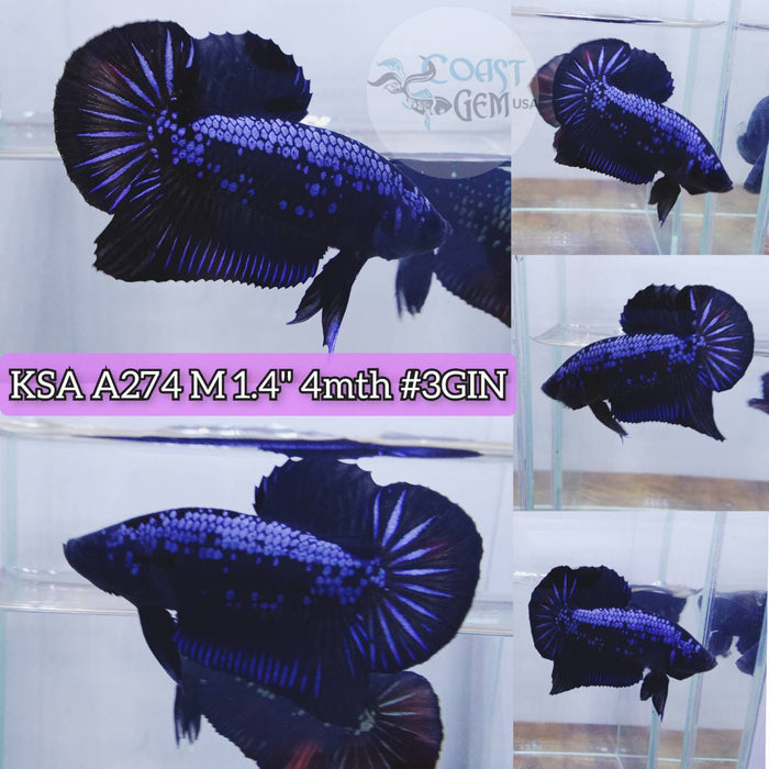 Live Betta Fish Male Plakat High Grade Blue Black Samurai Hmpk (KSA-274) What you see is what you get!
