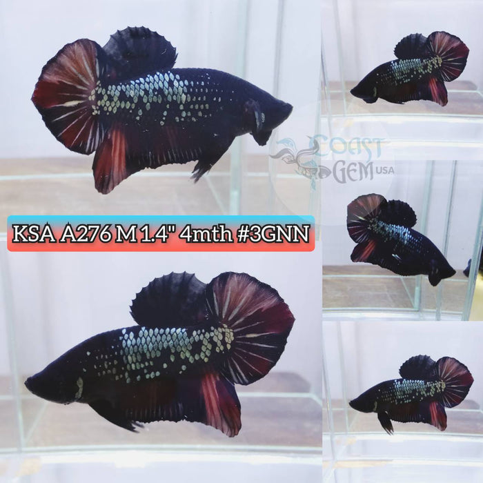Live Betta Fish Male Plakat High Grade Samurai Nemo Hmpk (KSA-276) What you see is what you get!