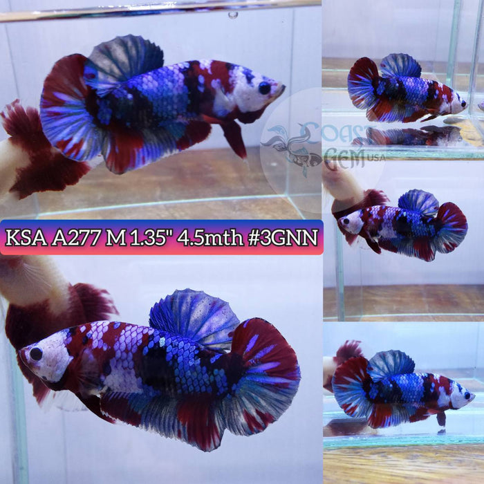 Live Betta Fish Male Plakat High Grade Full mask Red Galaxy Hmpk (KSA-277) What you see is what you get!