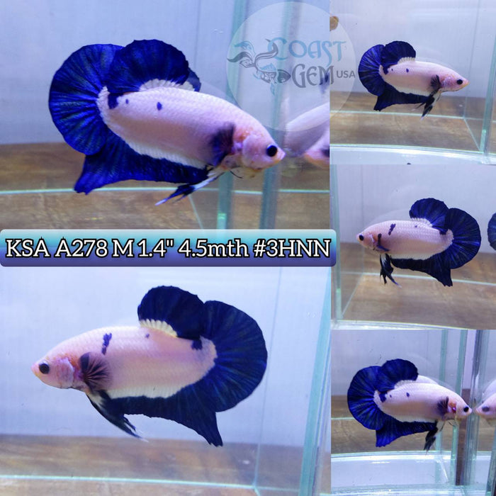 Live Betta Fish Male Plakat High Grade Blue rim Hmpk (KSA-278) What you see is what you get!