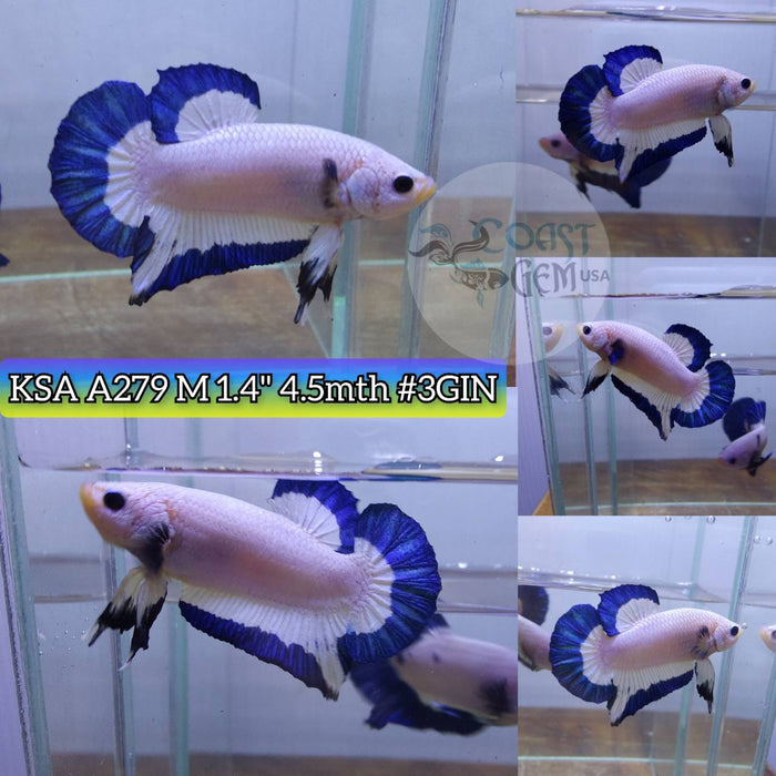 Live Betta Fish Male Plakat High Grade Blue rim pattern Hmpk (KSA-279) What you see is what you get!