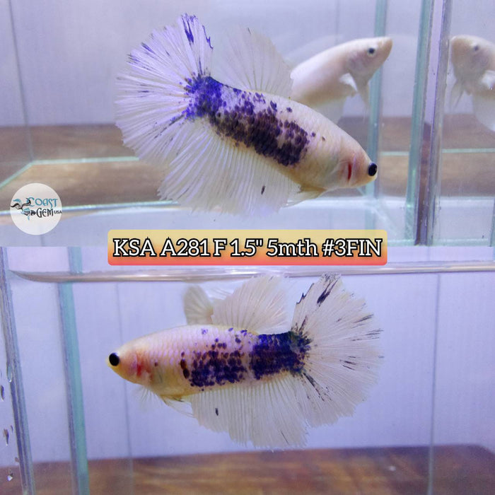 Live Betta Fish Female High Grade Over Halfmoon Marble (KSA-281) What you see is what you get!