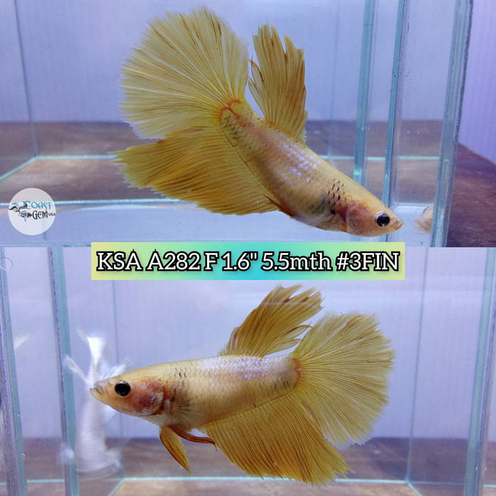 Live Betta Fish Female High Grade Over Halfmoon Yellow (KSA-282) What you see is what you get!