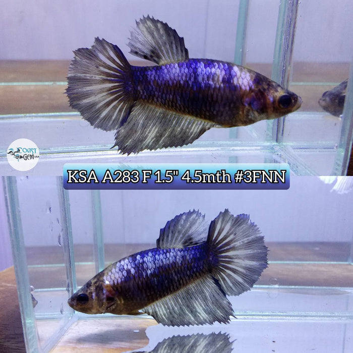Live Betta Fish Female High Grade Over Halfmoon Blue Fancy (KSA-283) What you see is what you get!