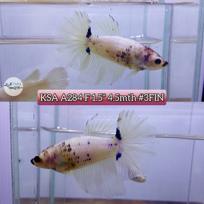 S283 Live Betta Fish Female High Grade Over Halfmoon Blue Fancy (KSA-284) What you see is what you get!