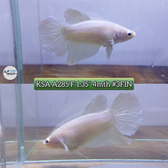 Live Betta Fish Female High Grade Over Halfmoon White Solid (KSA-285) What you see is what you get!
