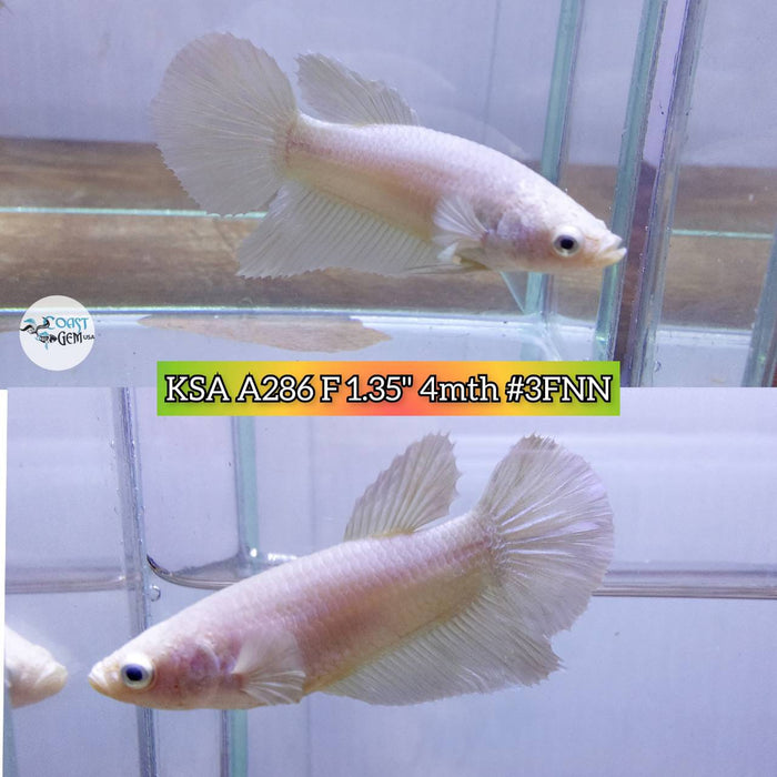 Live Betta Fish Female High Grade Over Halfmoon White Solid S135 (KSA-286) What you see is what you get!