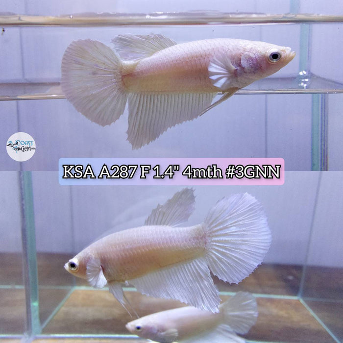 Live Betta Fish Female High Grade Over Halfmoon White Solid (KSA-287) What you see is what you get!