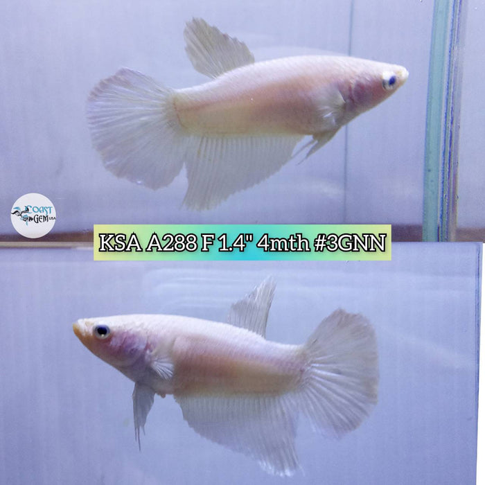Live Betta Fish Female High Grade Over Halfmoon White Solid S141 (KSA-288) What you see is what you get!