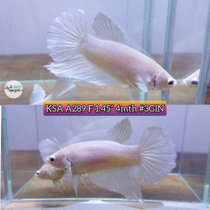 Live Betta Fish Female High Grade Over Halfmoon White Solid S134 (KSA-289) What you see is what you get!