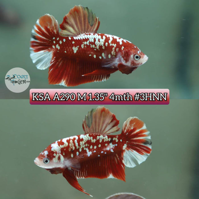 Live Betta Fish Male Plakat High Grade Red Galaxy Hmpk (KSA-290) What you see is what you get!