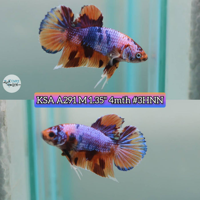 Live Betta Fish Male Plakat High Grade Candy Pk (KSA-291) What you see is what you get!
