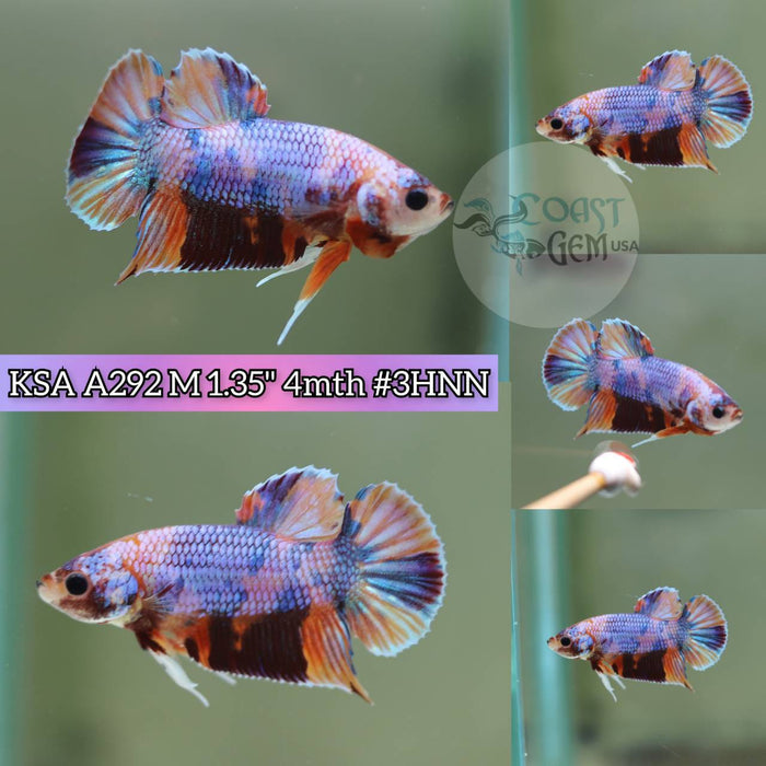Live Betta Fish Male Plakat High Grade Candy Pk (KSA-292) What you see is what you get!