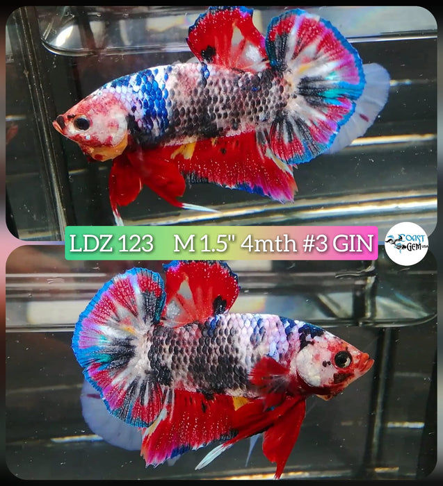Live Betta Fish Male Plakat High Grade Galaxy Fancy (LDZ-123) What you see is what you get!