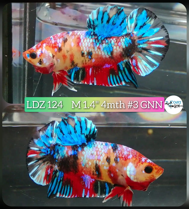 Live Betta Fish Male Plakat High Grade Galaxy Fancy (LDZ-124) What you see is what you get!