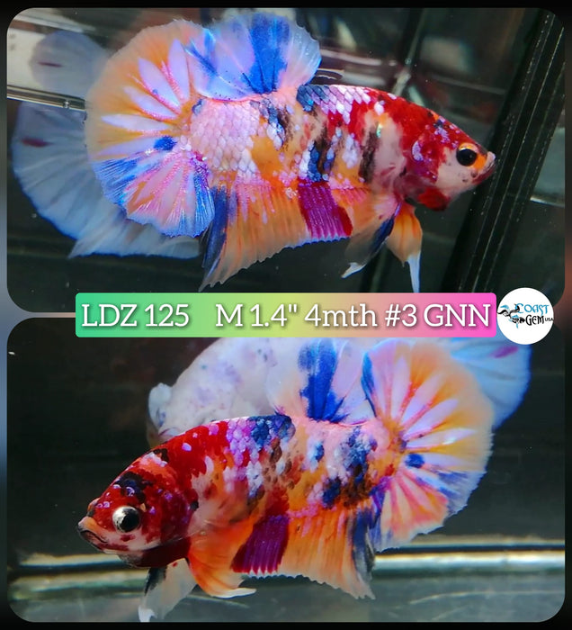 Live Betta Fish Male Plakat High Grade Galaxy Fancy (LDZ-125) What you see is what you get!