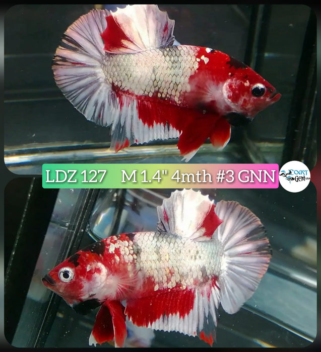 Live Betta Fish Male Plakat High Grade Red Galaxy (LDZ-127) What you see is what you get!
