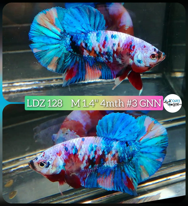 Live Betta Fish Male Plakat High Grade Galaxy Fancy (LDZ-128) What you see is what you get!