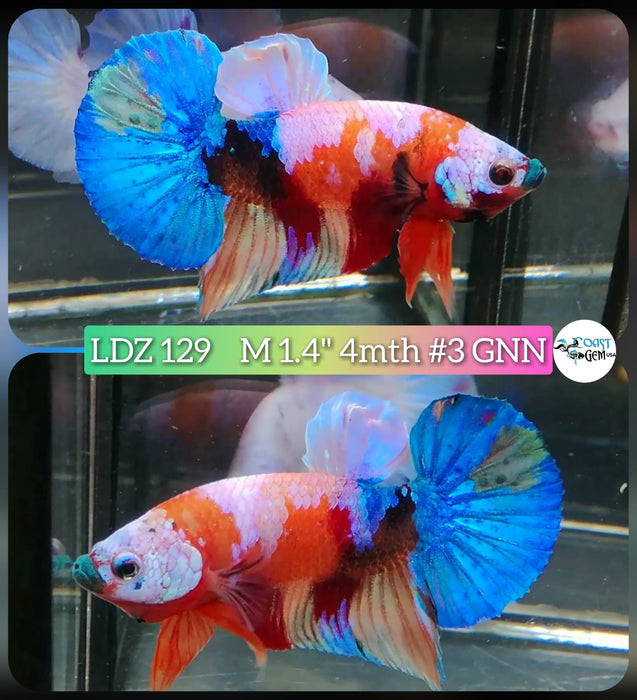 Live Betta Fish Male Plakat High Grade Nemo Galaxy Fancy (LDZ-129) What you see is what you get!