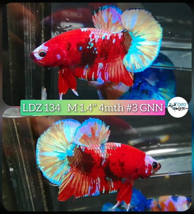 Live Betta Fish Male Plakat High Grade Galaxy Fancy (LDZ-134) What you see is what you get!