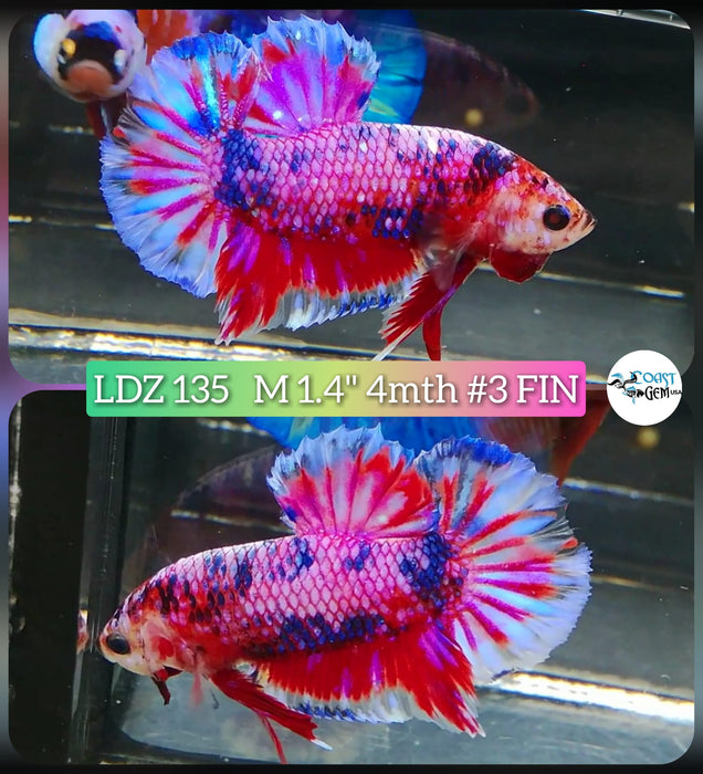 Live Betta Fish Male Plakat High Grade Galaxy Fancy (LDZ-135) What you see is what you get!