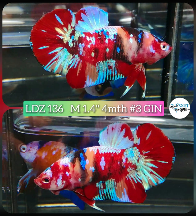 Live Betta Fish Male Plakat High Grade Galaxy Fancy (LDZ-136) What you see is what you get!