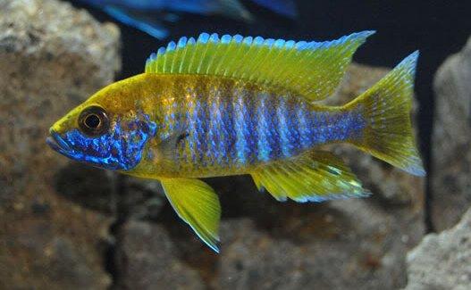 LEMON JAKE or YELLOW JACOB PEACOCK Cichlid (AULONOCARA JACOBFREBERGI ''UNDU REEF'') (CHD-153)