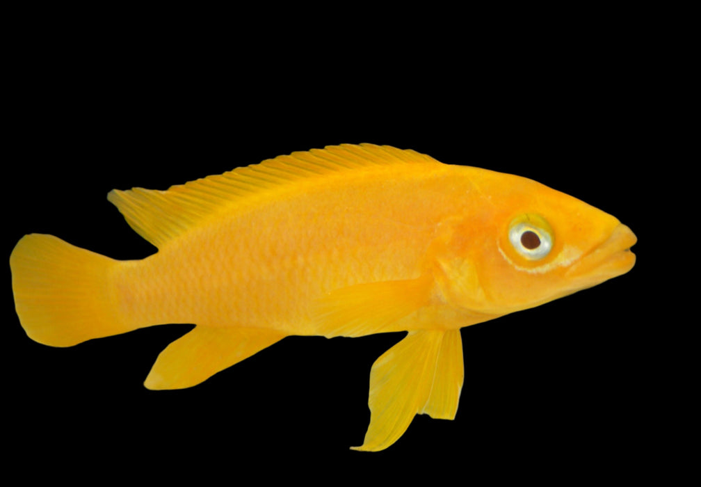 Live Leleupi African Cichlid 1.5" - 2" (Neolamprologus leleupi)