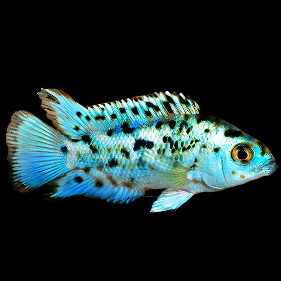 Live Freshwater Aquarium Electric Blue Jack Dempsey American Cichlid (Cichlasoma Octoasciatum) (CHD-148)U029