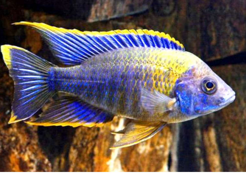 Live Freshwater African Cichlid Lwanda Peacock Cichlid (CHD-104)