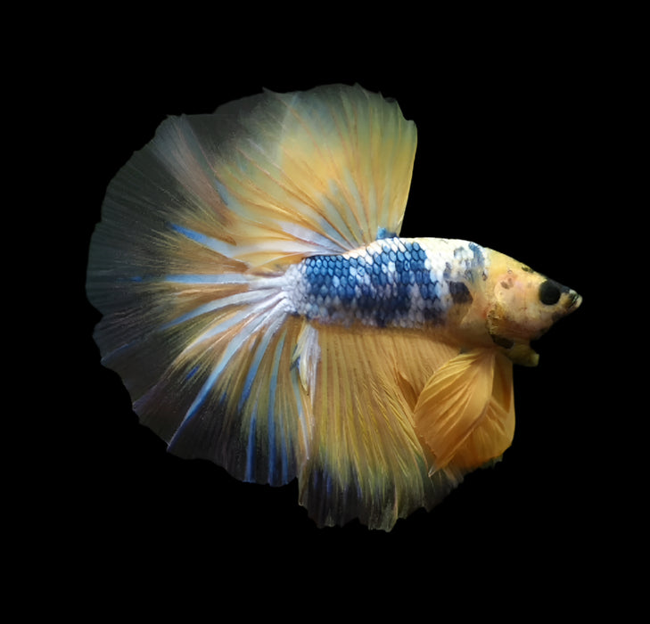 Show Grade Fancy Yellow Koi Marble Skyhawk Betta Male