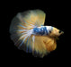 Show Grade Fancy Yellow Koi Marble Skyhawk Betta Male