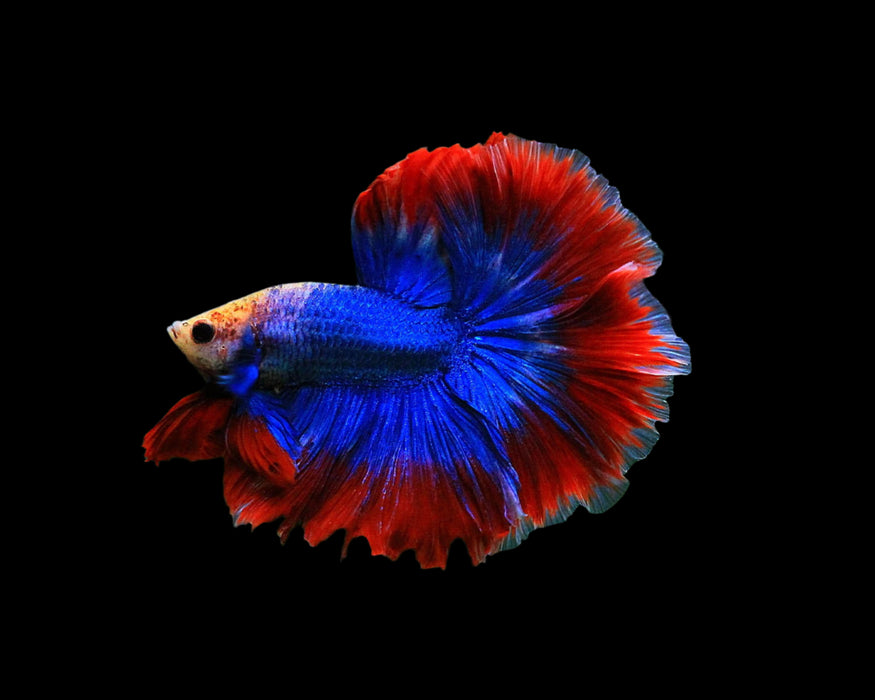 male betta muscot and flag pattern halfmoon