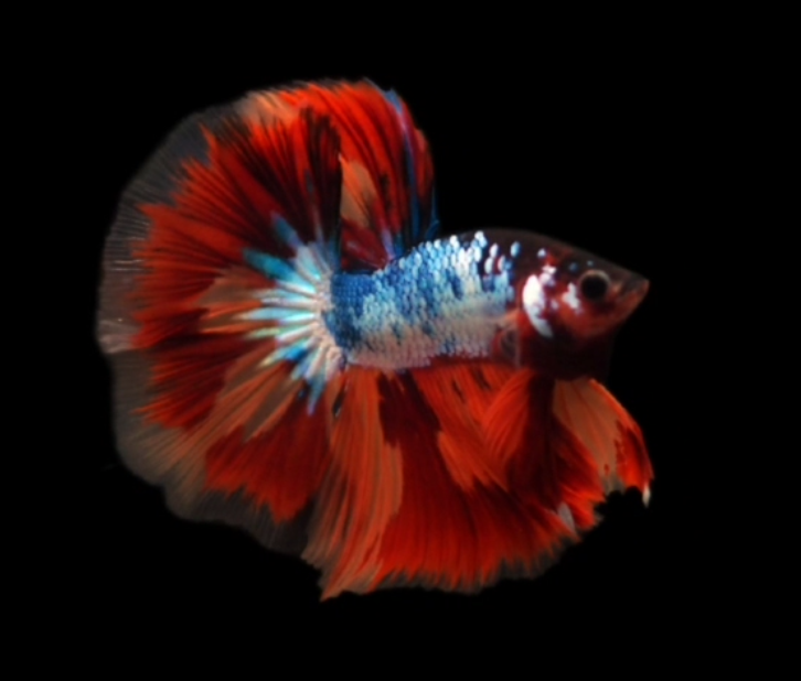 S005 Live Betta Fish Male High Grade Over Halfmoon Rosetail Skyhawk Fire Nemo Galaxy (MKP-495) What you see is what you get!