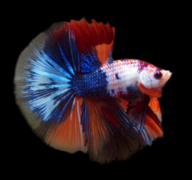 S108 Live Betta Fish Male High Grade Over Halfmoon Rosetail Skyhawk Fancy Marble (MKP-497) What you see is what you get!