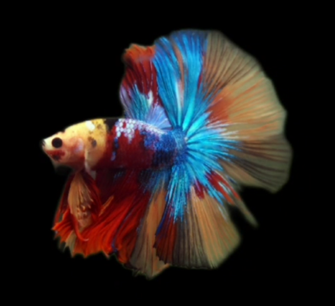 S098 Live Betta Fish Male High Grade Over Halfmoon Rosetail Skyhawk Nemo Galaxy Fancy (MKP-499) What you see is what you get!