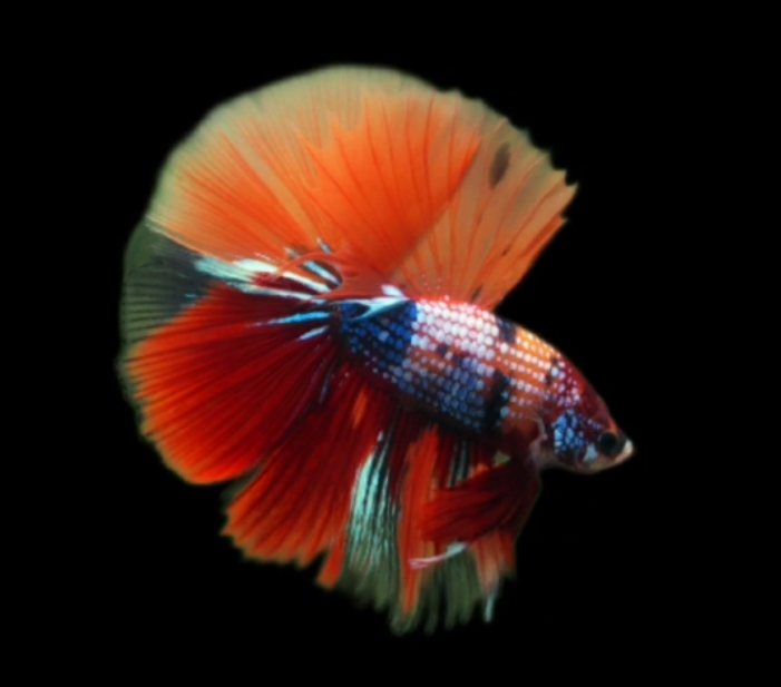 Live Betta Fish Male High Grade Over Halfmoon Rosetail Skyhawk Red Koi Galaxy (MKP-500) What you see is what you get!