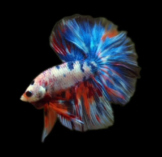 S128 Live Betta Fish Male High Grade Over Halfmoon Rosetail Skyhawk Candy Fancy (MKP-501) What you see is what you get!