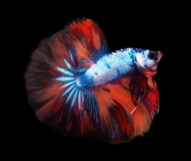 S075 Live Betta Fish Male High Grade Over Halfmoon Rosetail Skyhawk Fancy Marble (MKP-502) What you see is what you get!